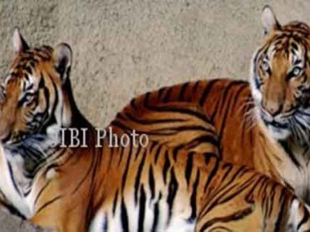 Harimau Jawa di Meru Betiri Dipantau CCTV